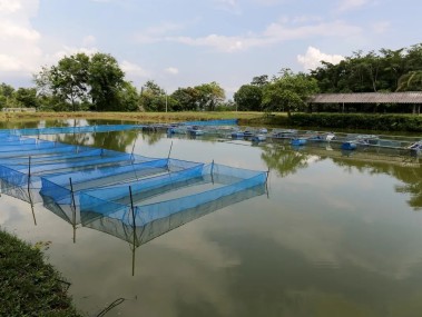 高效养鱼财富增长，鱼苗养殖技术电话助您一臂之力