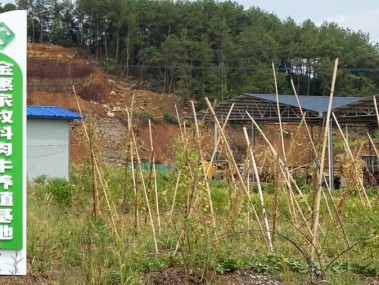 金康咨询助力养殖业迈向转型升级新篇章