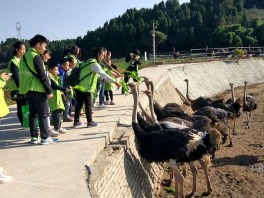 鸵鸟养殖技术指导,助您踏上成功养殖之路