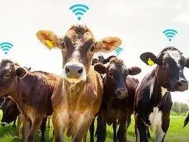 肉牛养殖技术辅导，提升效益，引领产业升级新篇章