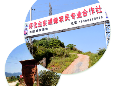 胡蜂养殖技术咨询，解锁绿色财富新途径