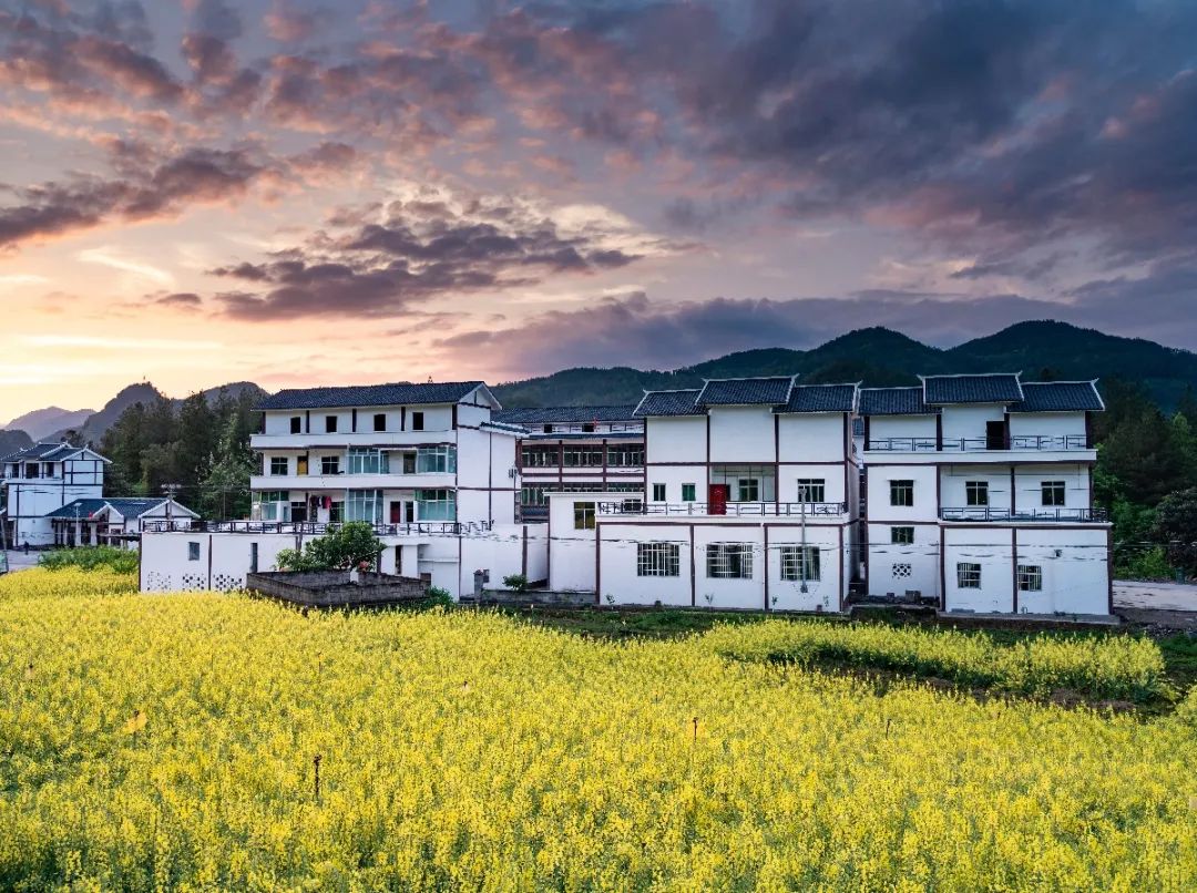 农业技术咨询助力重庆乡村振兴战略实施,重庆农业技术咨询作用,技术咨询,技术咨询内容,农业技术咨询,第1张