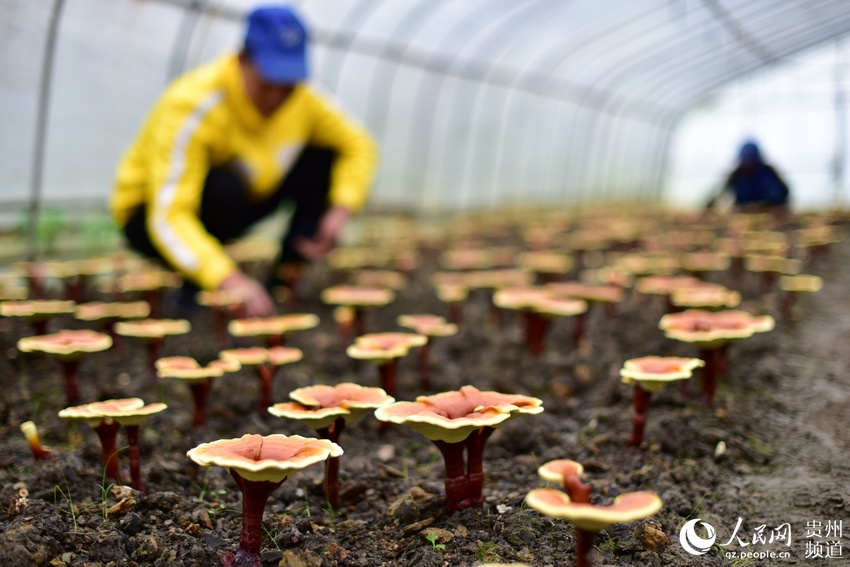 灵芝种植专家服务，共筑财富与健康双赢新篇章,随着公众对健康养生意识的日益增强，灵芝作为一味珍贵的药用真菌，其市场需求逐年攀升，灵芝不仅药用价值极高，被誉为中药之王，在抗肿瘤、增强免疫力、调节血糖等方面展现出显著疗效，更成为众多农民和创业者眼中的香饽饽，在灵芝种植领域取得成功，掌握先进的种植技术至关重要，本文将为您深入剖析灵芝种植技术咨询服务，助您开启财富与健康双赢的新篇章。,灵芝种植技术咨询服务,技术咨询,技术咨询服务,技术咨询服务是指,第1张