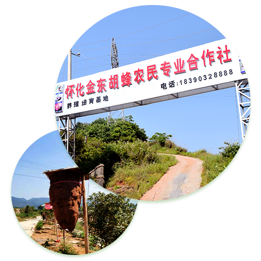 胡蜂养殖技术咨询，解锁绿色财富新途径,随着我国农业现代化的快速推进，生态养殖已成为农业发展的新风向标，在这其中，胡蜂作为一种珍贵的昆虫资源，其养殖技术正不断革新与优化，本文将深入探讨胡蜂养殖的相关技术咨询，助您踏上绿色财富的征途。,胡蜂养殖技术咨询,技术咨询,养殖技术咨询,第1张